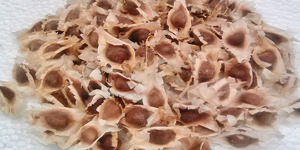 Moringa-seeds